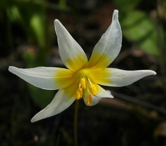 Erythronium helenae
