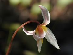 Erythronium helenae