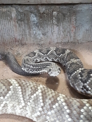 Crotalus durissus terrificus