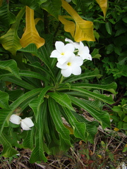 Plumeria pudica