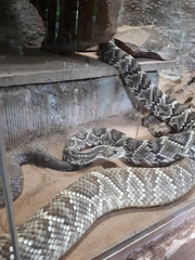Crotalus durissus terrificus