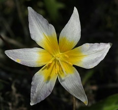 Erythronium helenae