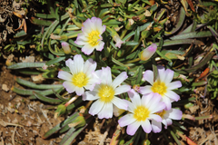 Calandrinia affinis