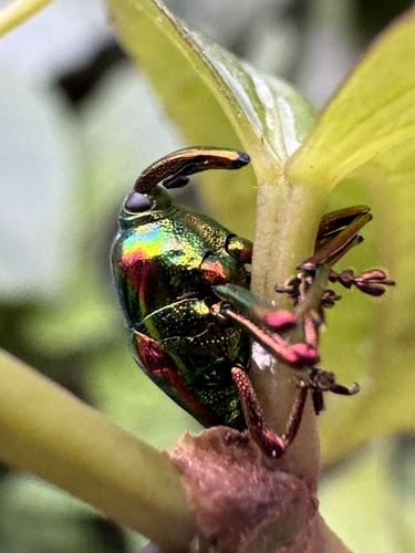 Jewel Weevil photo 5
