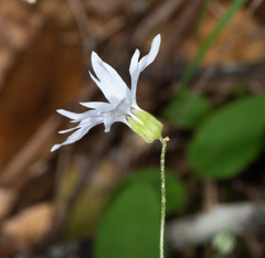 Lithophragma heterophyllum