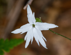 Lithophragma heterophyllum
