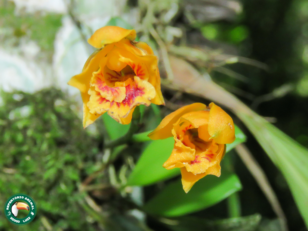 Bifrenaria vitellina