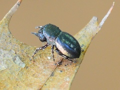 Sassacus cyaneus
