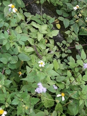 Takydromus formosanus