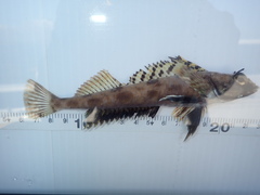 Shortspine Combfish photo 3