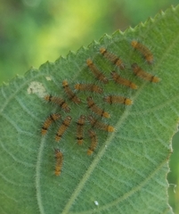 Halysidota cinctipes