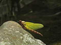 Sieboldius alexanderi