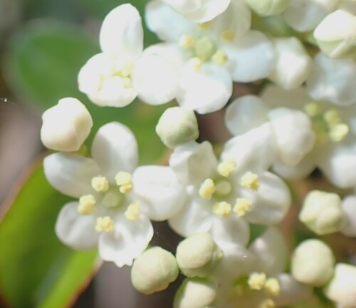 Image of Viburnum obovatum by (c) mfeaver, some rights reserved (CC BY)