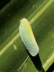 Ormenaria rufifascia