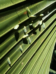 Ormenaria rufifascia