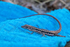 Pedioplanis lineoocellata