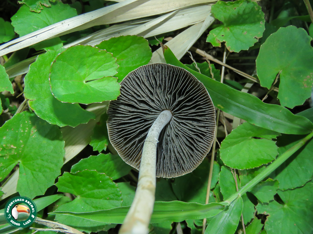 Panaeolus antillarum · March 2024 · photo: © diogoluiz (iNaturalist, cc-by)