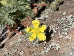 Potentilla subviscosa