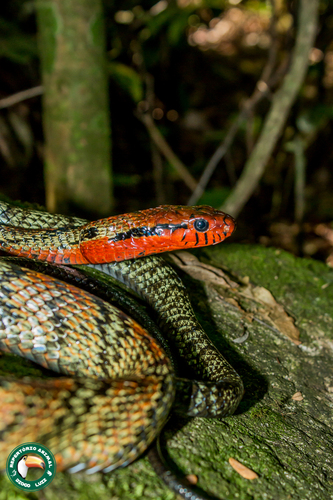Yellow-bellied Hissing Snake