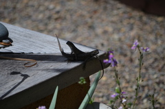 Sceloporus occidentalis