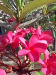 Plumeria rubra