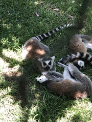 Lemur