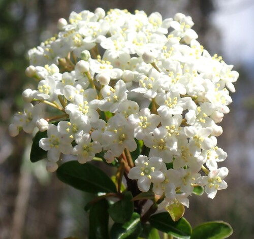 Image of Viburnum obovatum by (c) mfeaver, some rights reserved (CC BY)