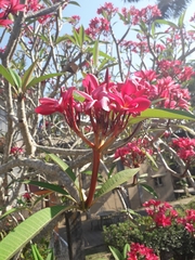 Plumeria rubra