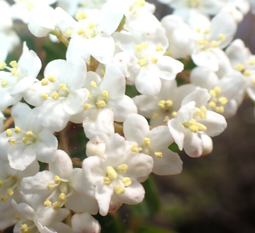 Image of Viburnum obovatum by (c) mfeaver, some rights reserved (CC BY)