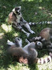Lemur