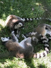 Lemur