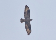 Socotra Buzzard photo 3