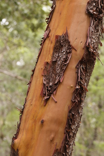 iNaturalist observation photo of Pacific madrone