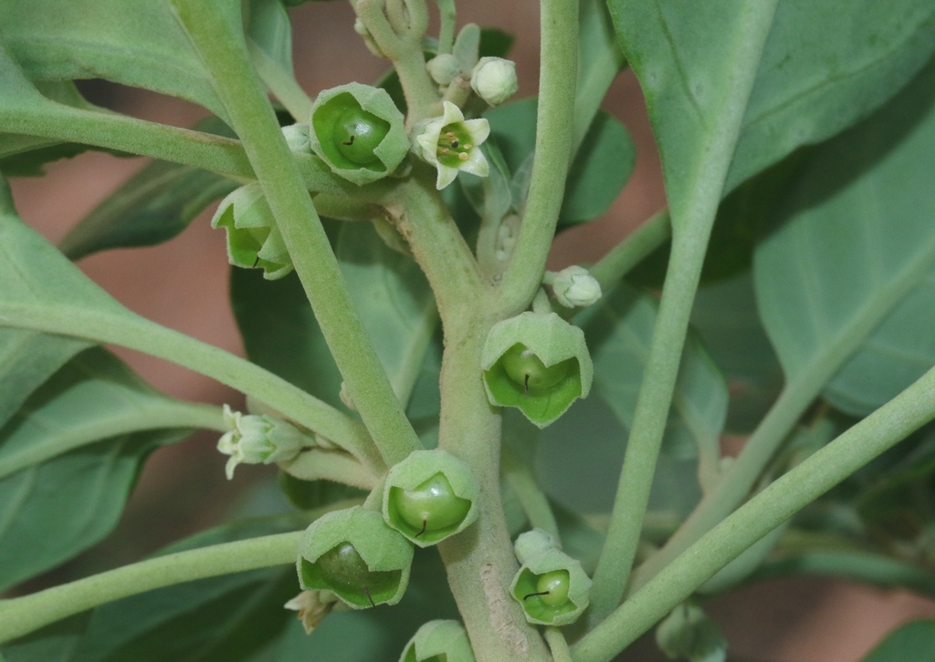 Withania adunensis