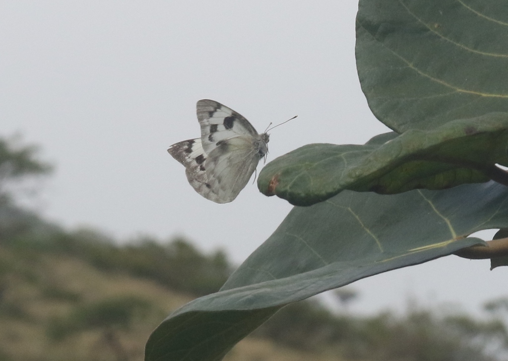 Socotran Caper White