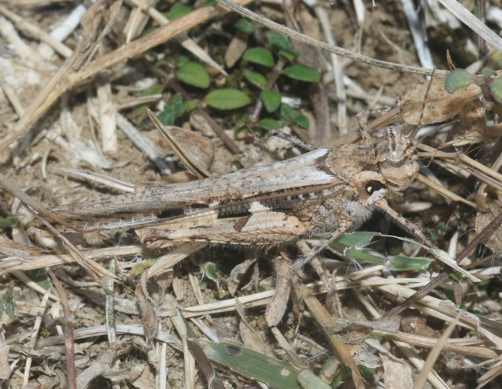 Acrotylus innotatus