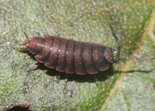 Panchaia fusca