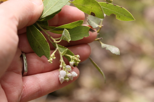 iNaturalist observation photo of bearberries and manzanitas