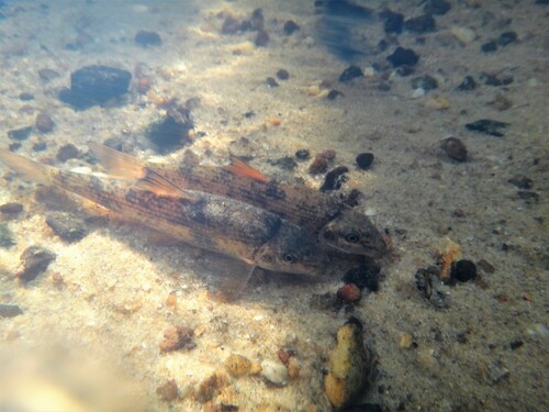 Striped jumprock (Moxostoma rupiscartes) — Catostomidae