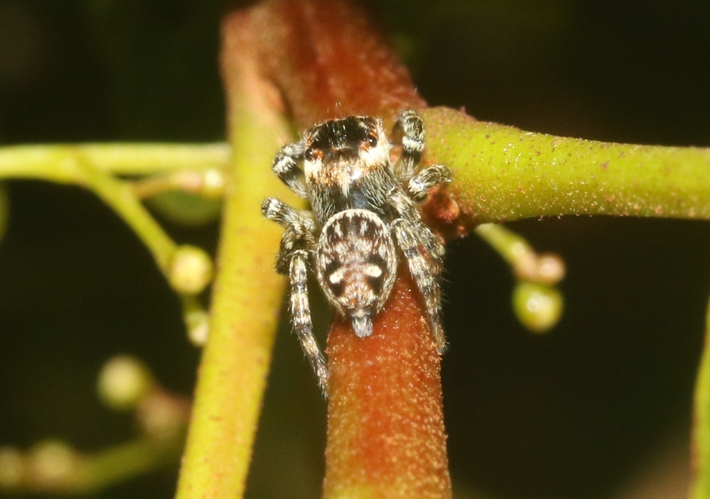 Hasarius insularis