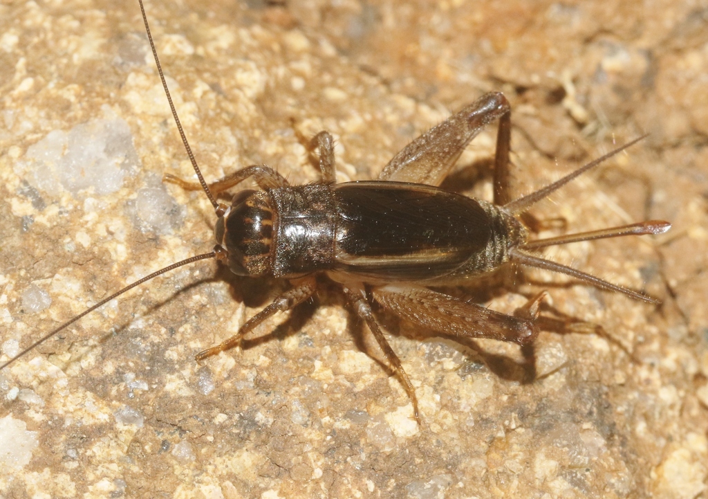 Modicogryllus perplexus