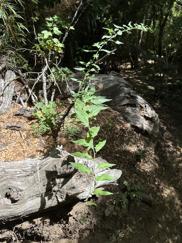 Solanum valdiviense