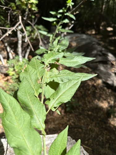 Solanum valdiviense, photograph 1