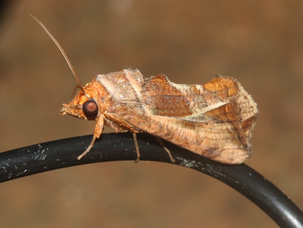 Oraesia isolata