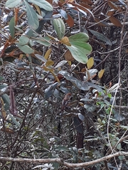 Thamnophilus pelzelni