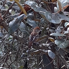 Thamnophilus pelzelni