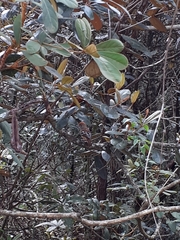 Thamnophilus pelzelni