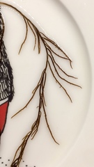 Gracilaria
