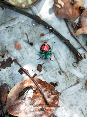 Poecilocoris druraei