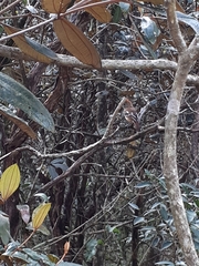 Thamnophilus pelzelni